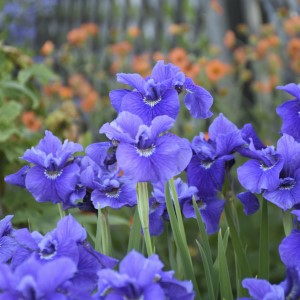 Ruffled Velvet Siberian Iris, Iris x 'Ruffled Velvet'